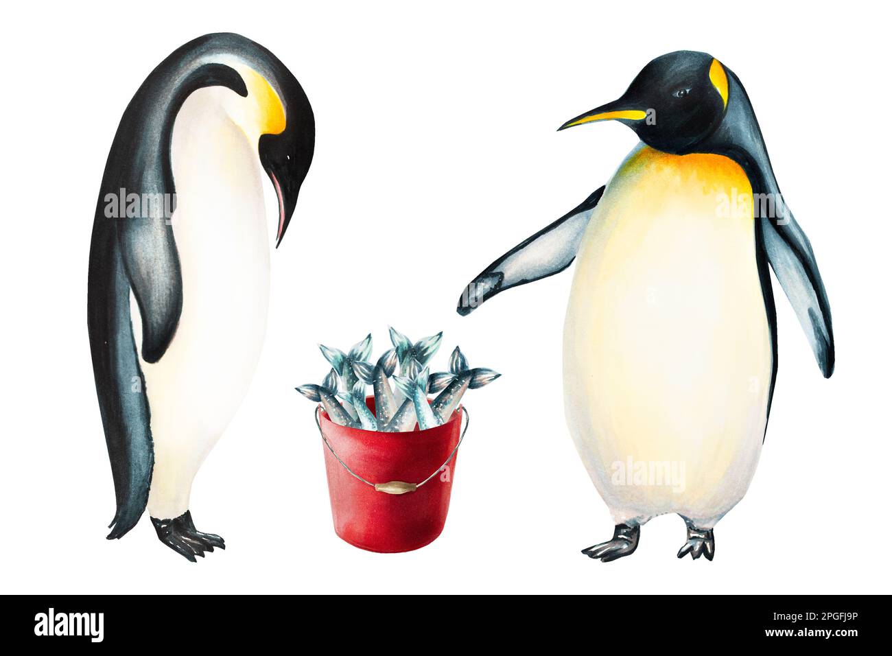 Watercolor king penguins with red bucket full of fish. For designers, decoration, postcards, wrapping paper, scrapbooking, cover and logos Stock Photo