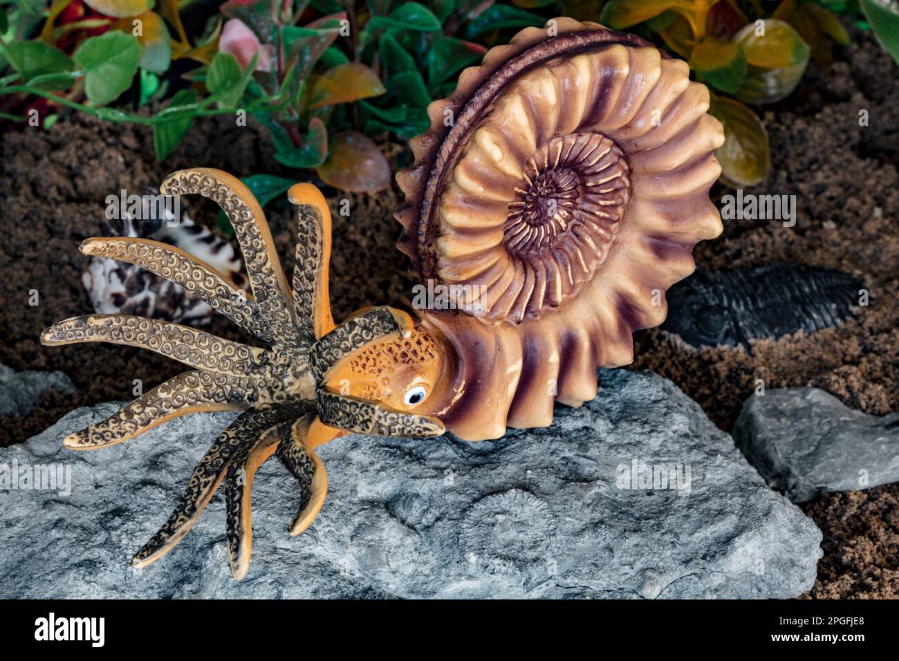 This model is made by Bullyland.  Ammonites could be found from the Devonian Period to the late Cretaceous, 416 to 66 million years ago. Stock Photo