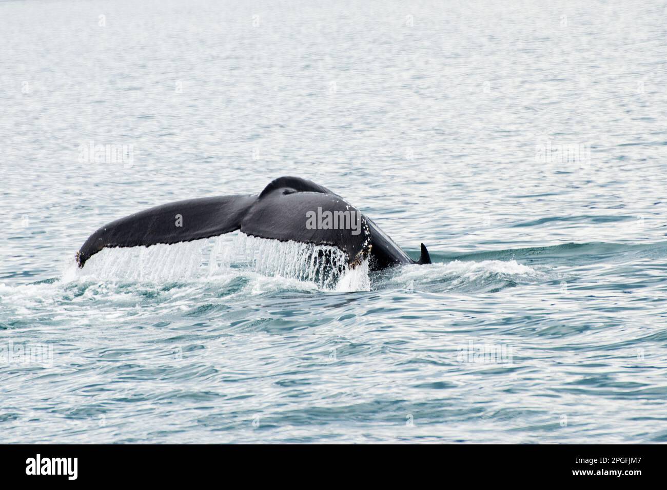 Tail of a humpback whale coming out of water, Iceland. Europe Stock ...