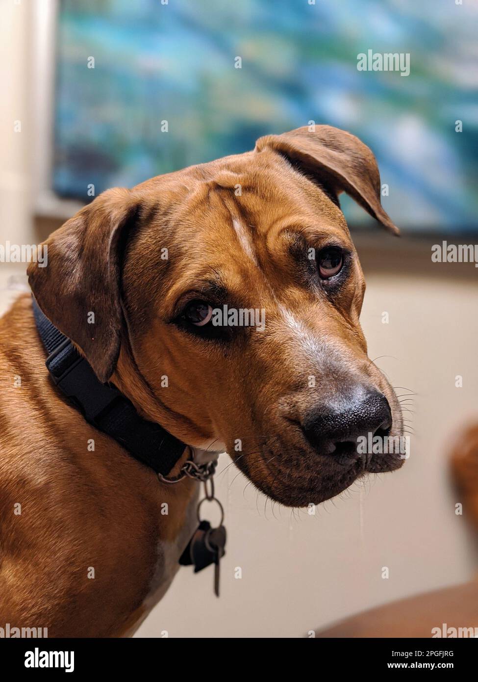 An adorable Rhodesian Ridgeback stands in front of a cozy sofa, gazing ...