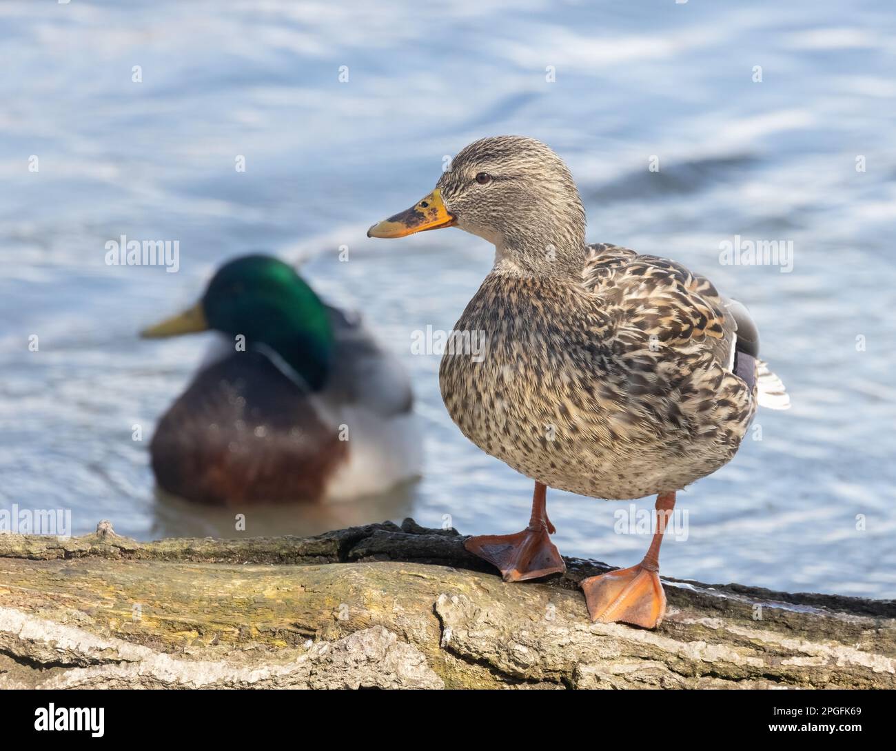 A female mallard with a a male in background Stock Photo