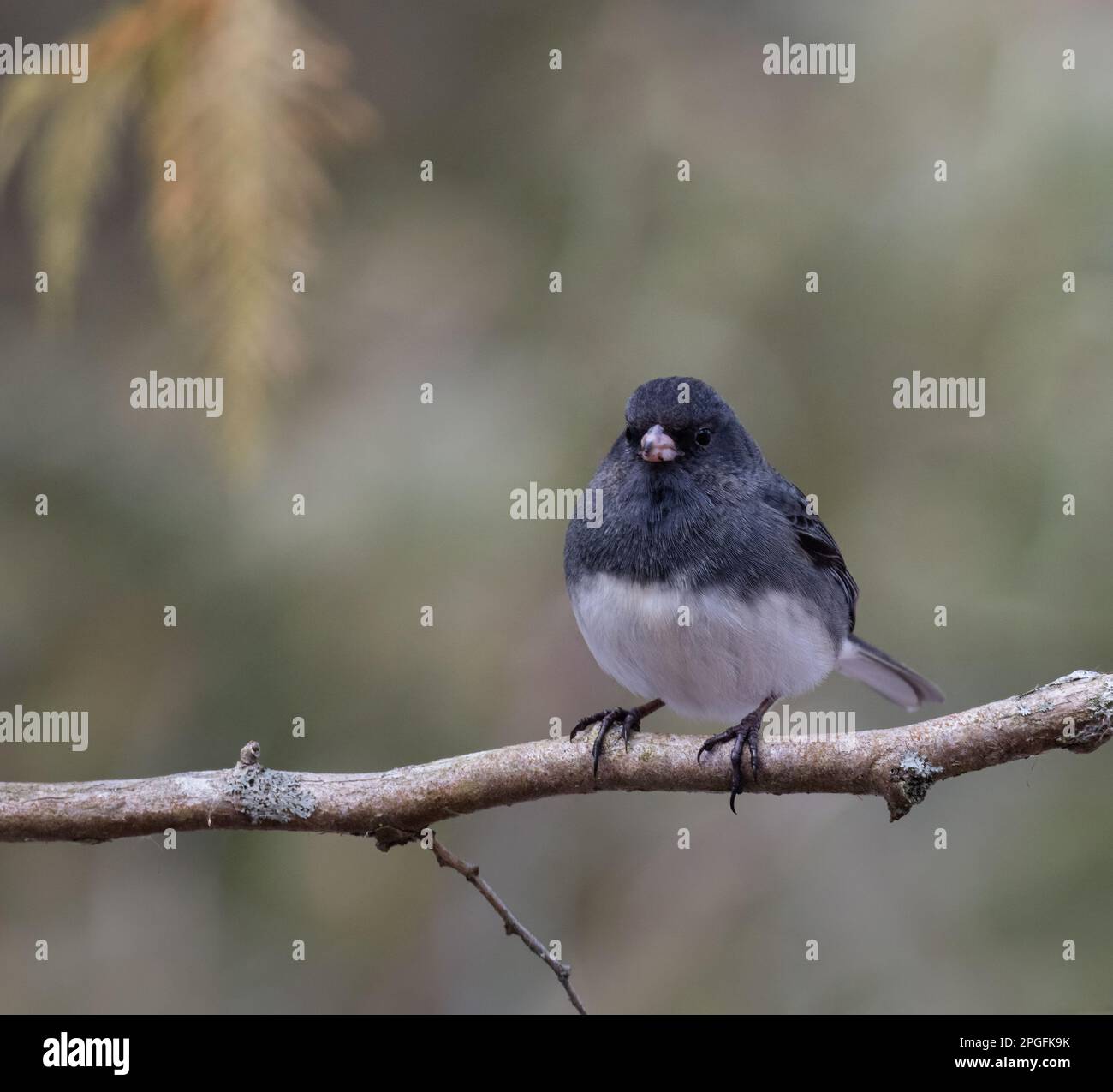 A male Dark-eyed Junco on a branch with soft green background Stock Photo
