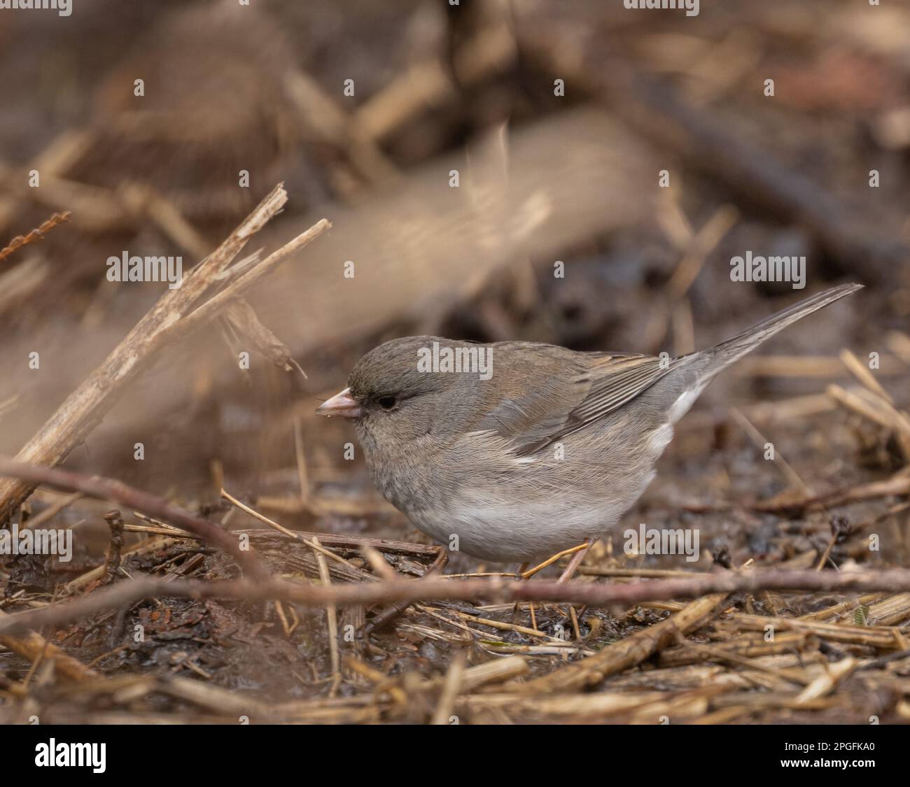 A juvenile female Dark-eyed Junco in the woods in Oshawa Ontario Stock Photo