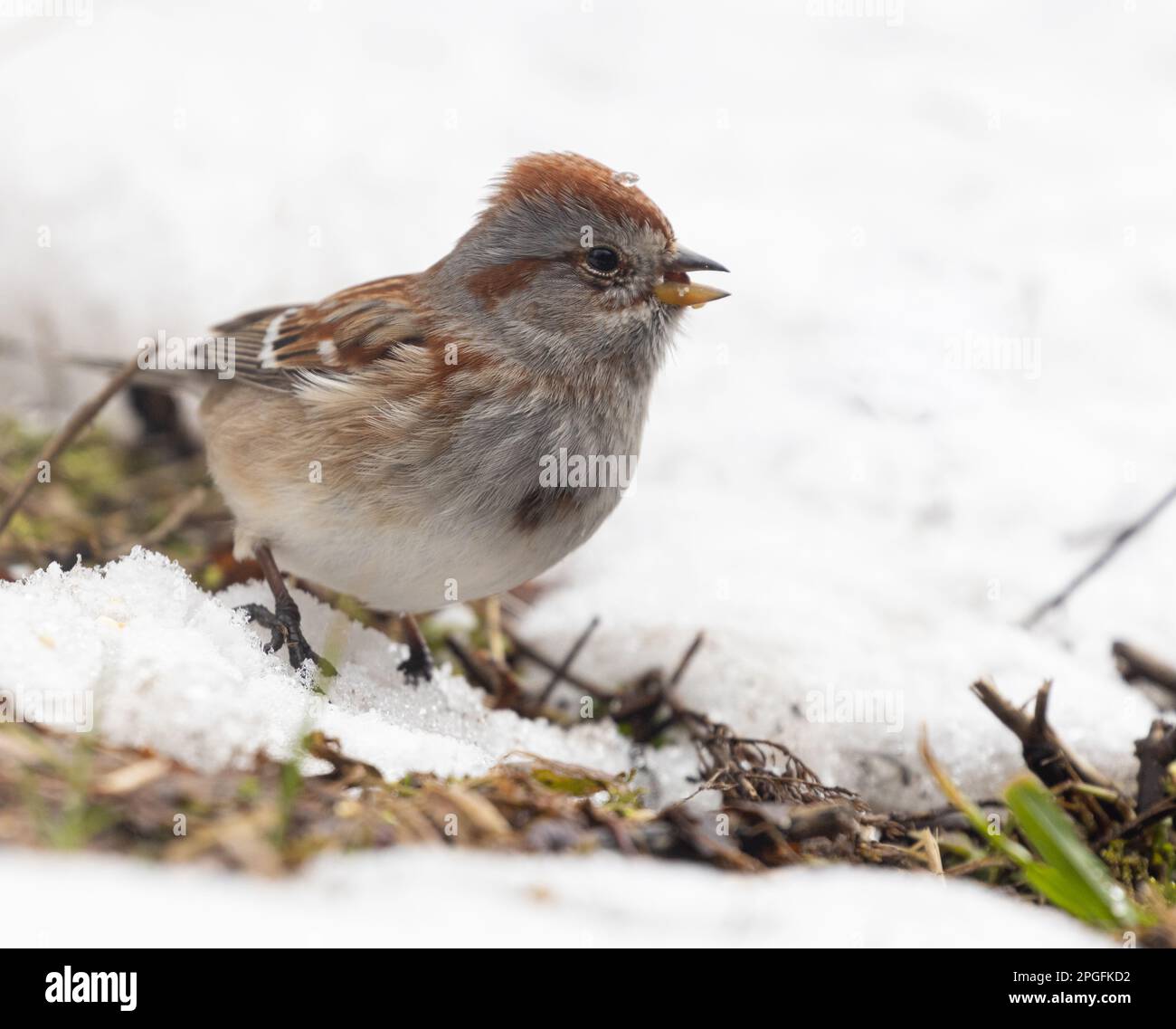 An American Tree Sparrow in the snow in spring in Oshawa Ontario Stock Photo
