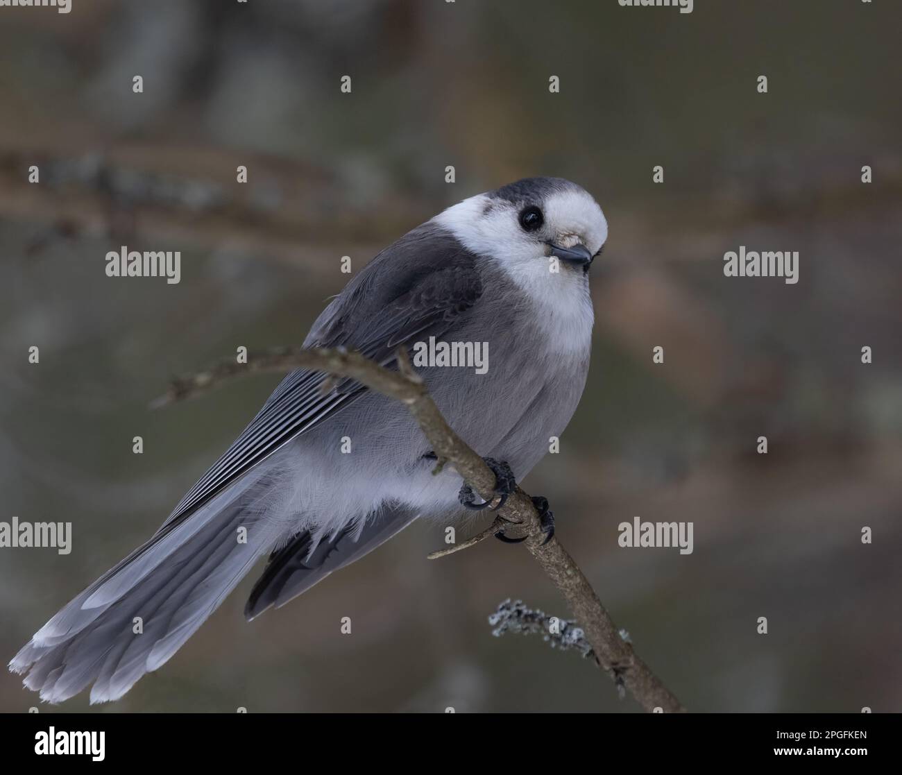 Closeup of a Canada Jay in Algonquin Park Stock Photo