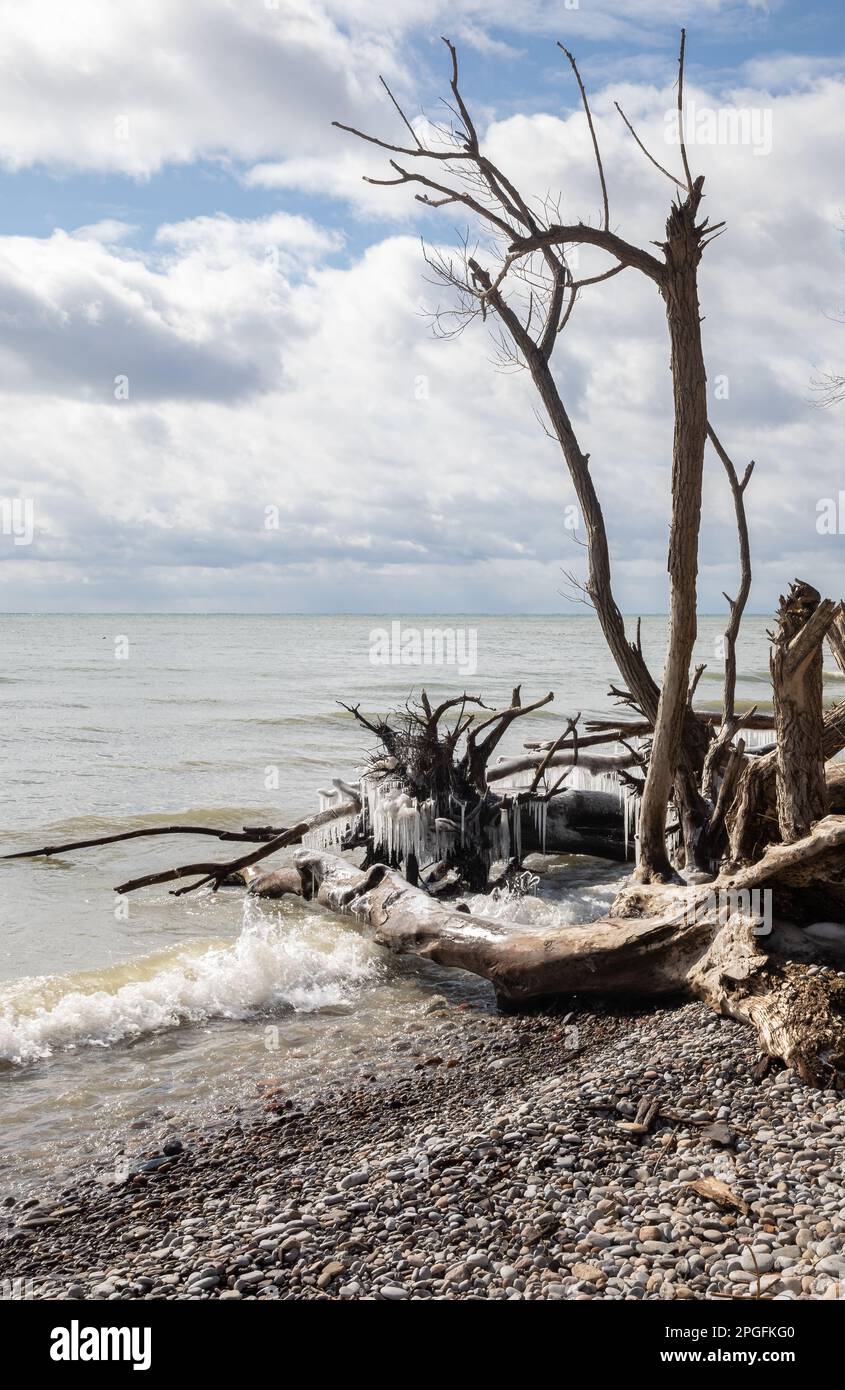 Bare trees on the shore of Lake Ontario on a windy spring day Stock Photo