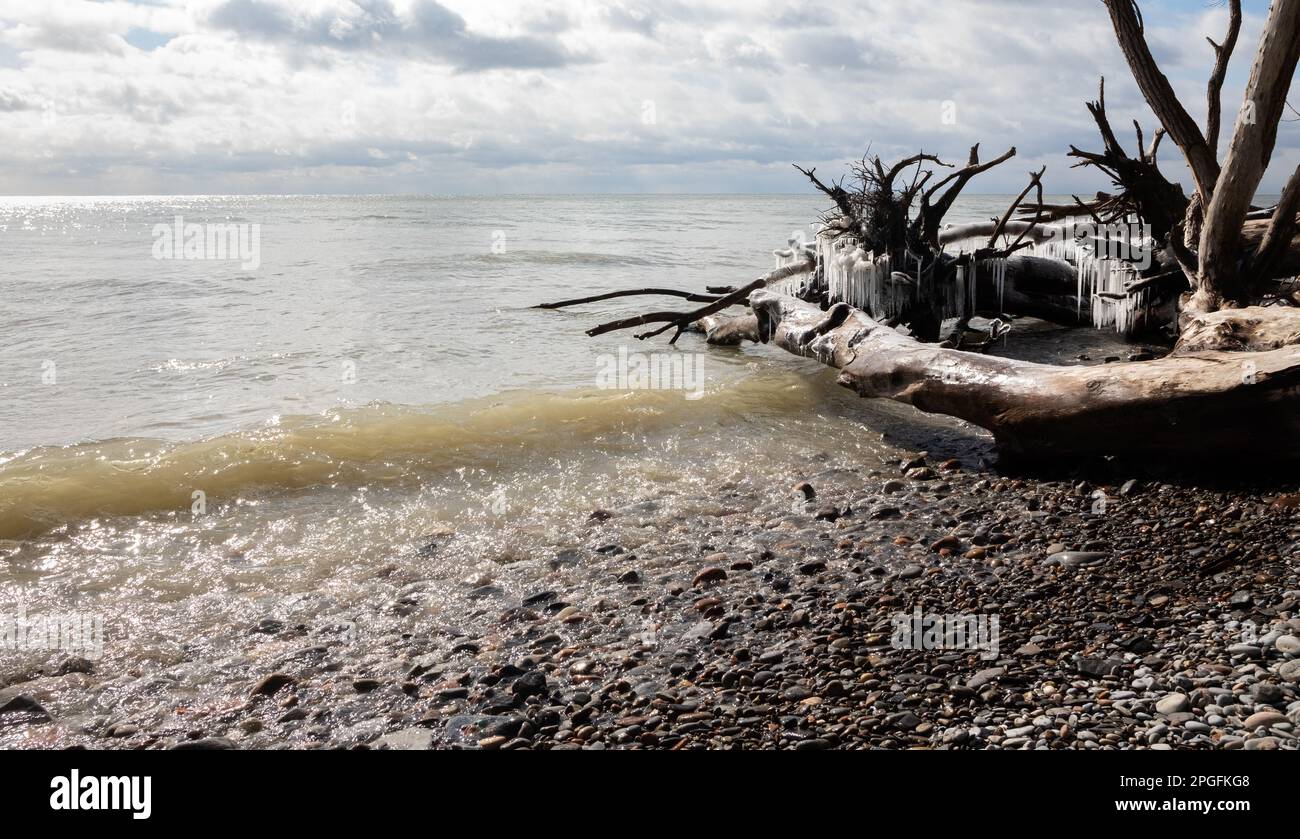 Bare trees on the shore of Lake Ontario on a windy spring day Stock Photo