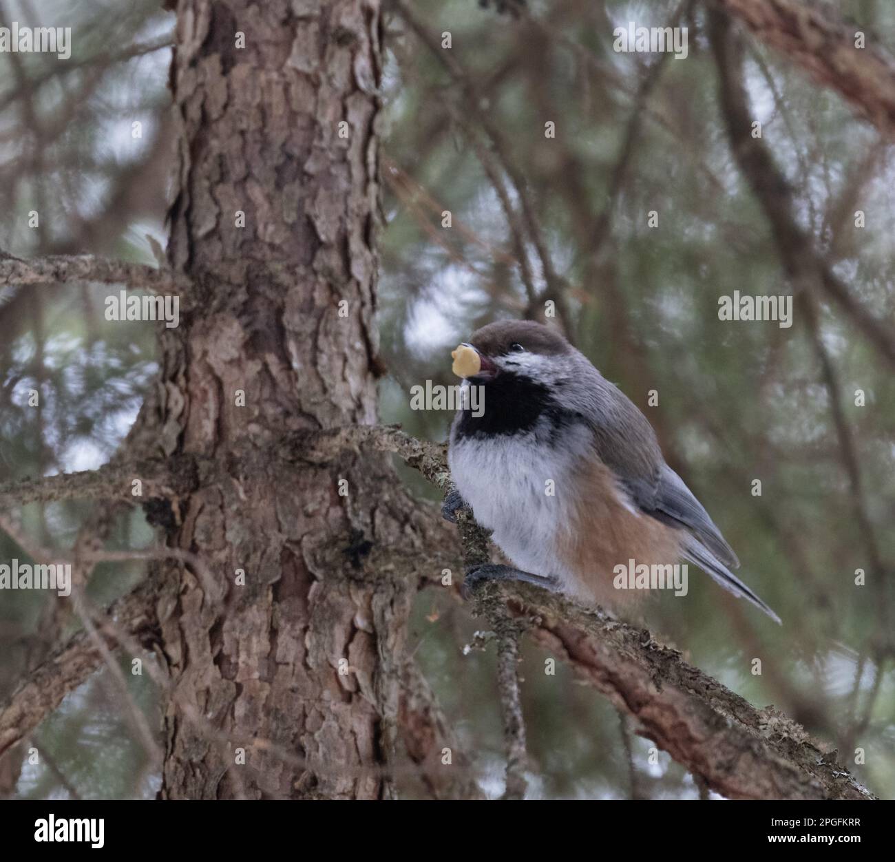 A Boreal Chickadee in a forest at Algonquin Park in spring Stock Photo