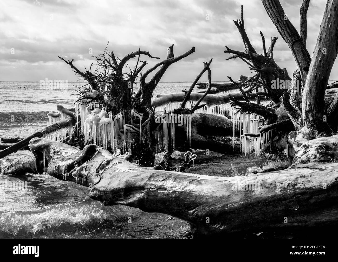 Icicles on the fallen trees on the shore of Lake Ontario in springtime Stock Photo