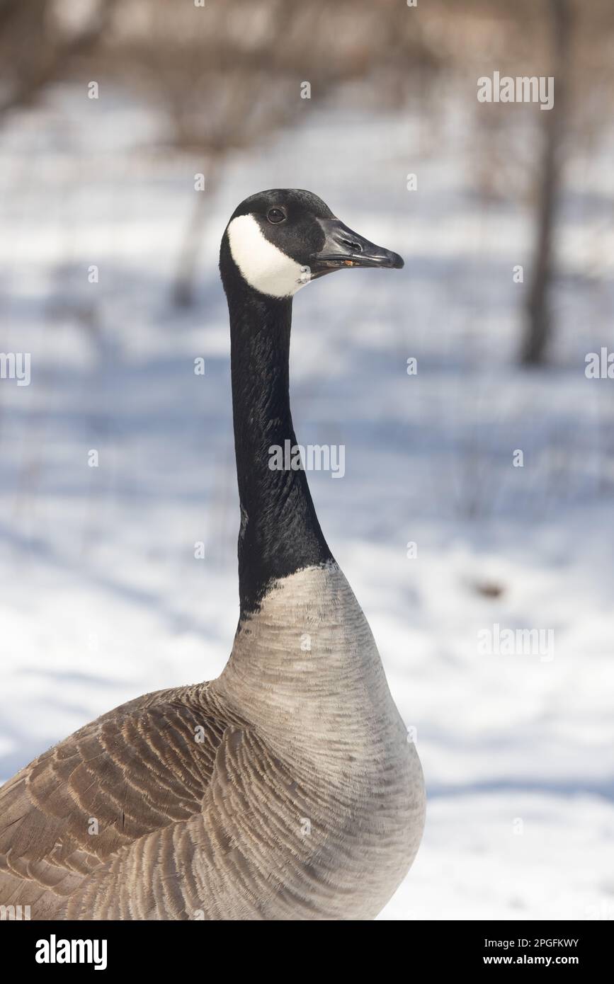 Closeup of a Canada Goose on snow in spring in Ontario Stock Photo