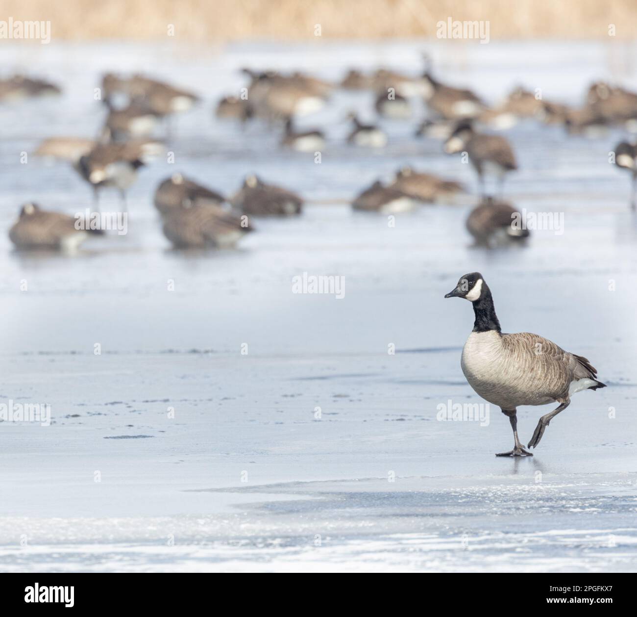 Canada Geese on Cranberry Marsh in spring in Oshawa Ontario Stock Photo
