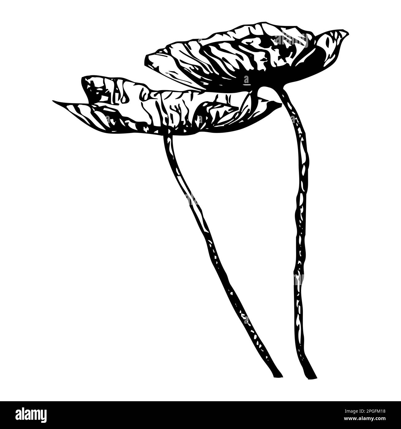 Vector illustration. Black flowers on a white background Stock Photo ...