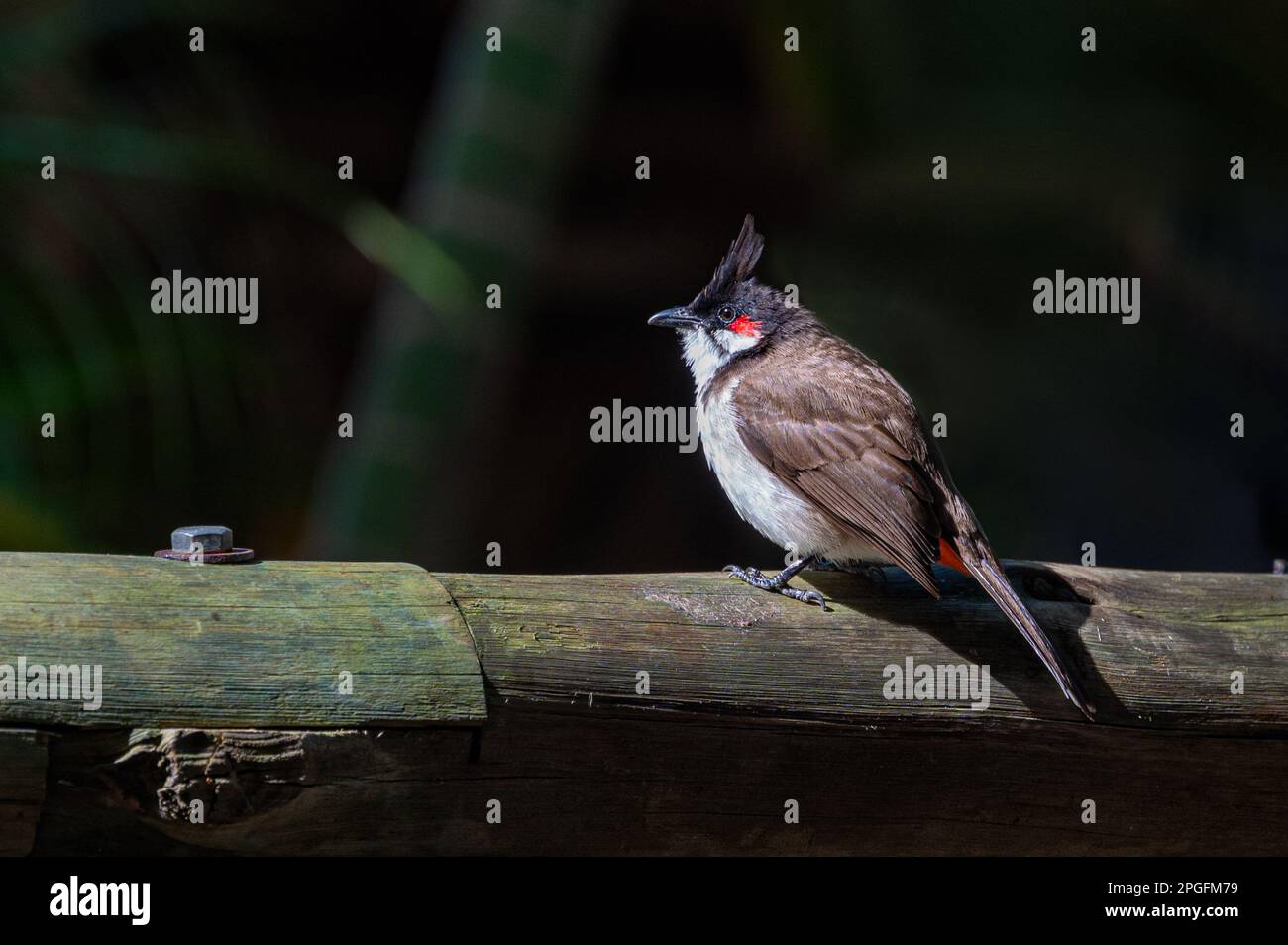 Red-whiskered bulbul, pycnonotus jocosus, perched on a wooden post, Mauritius Stock Photo