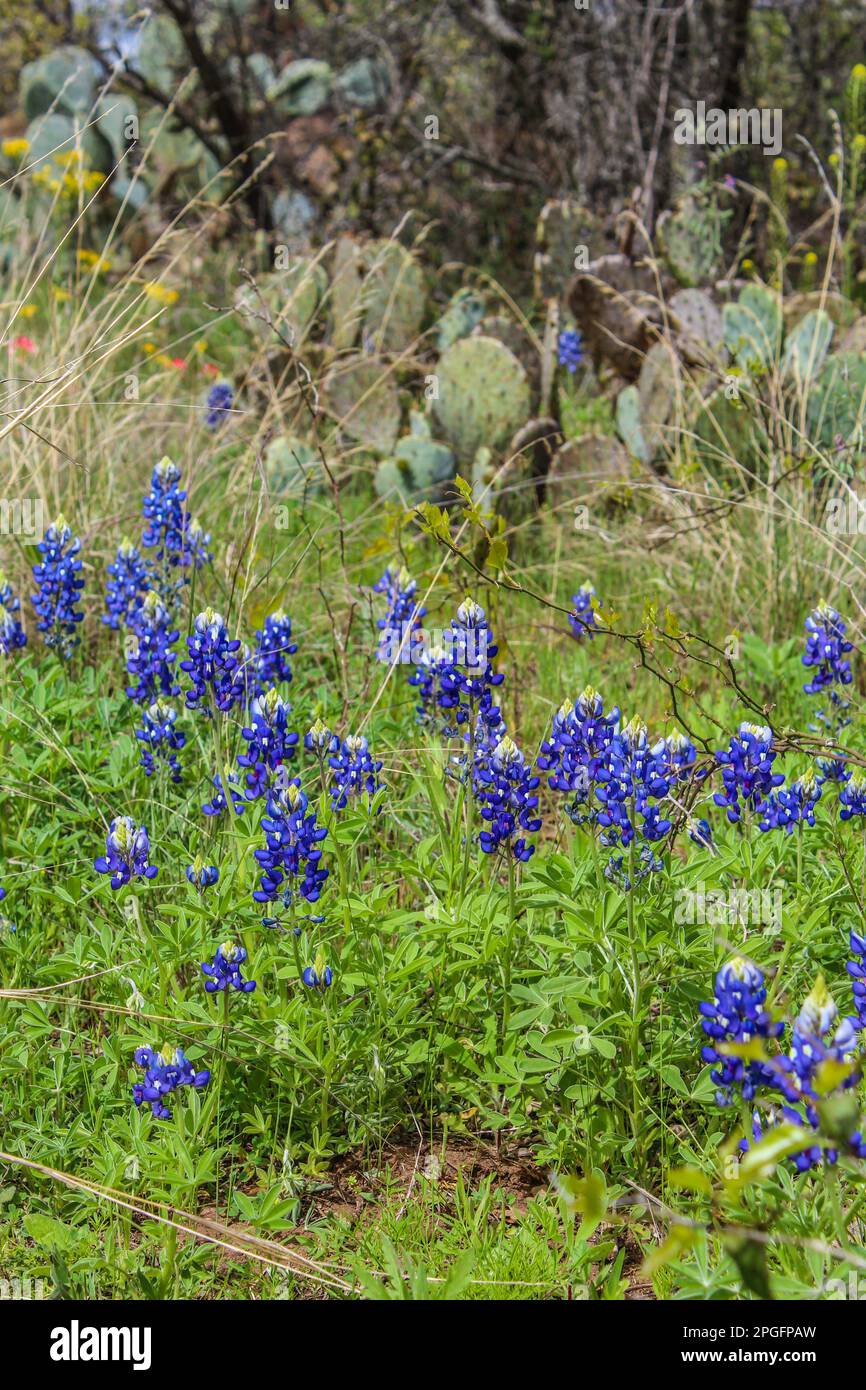 Bluebonnets along the road in Texas Hill country Stock Photo