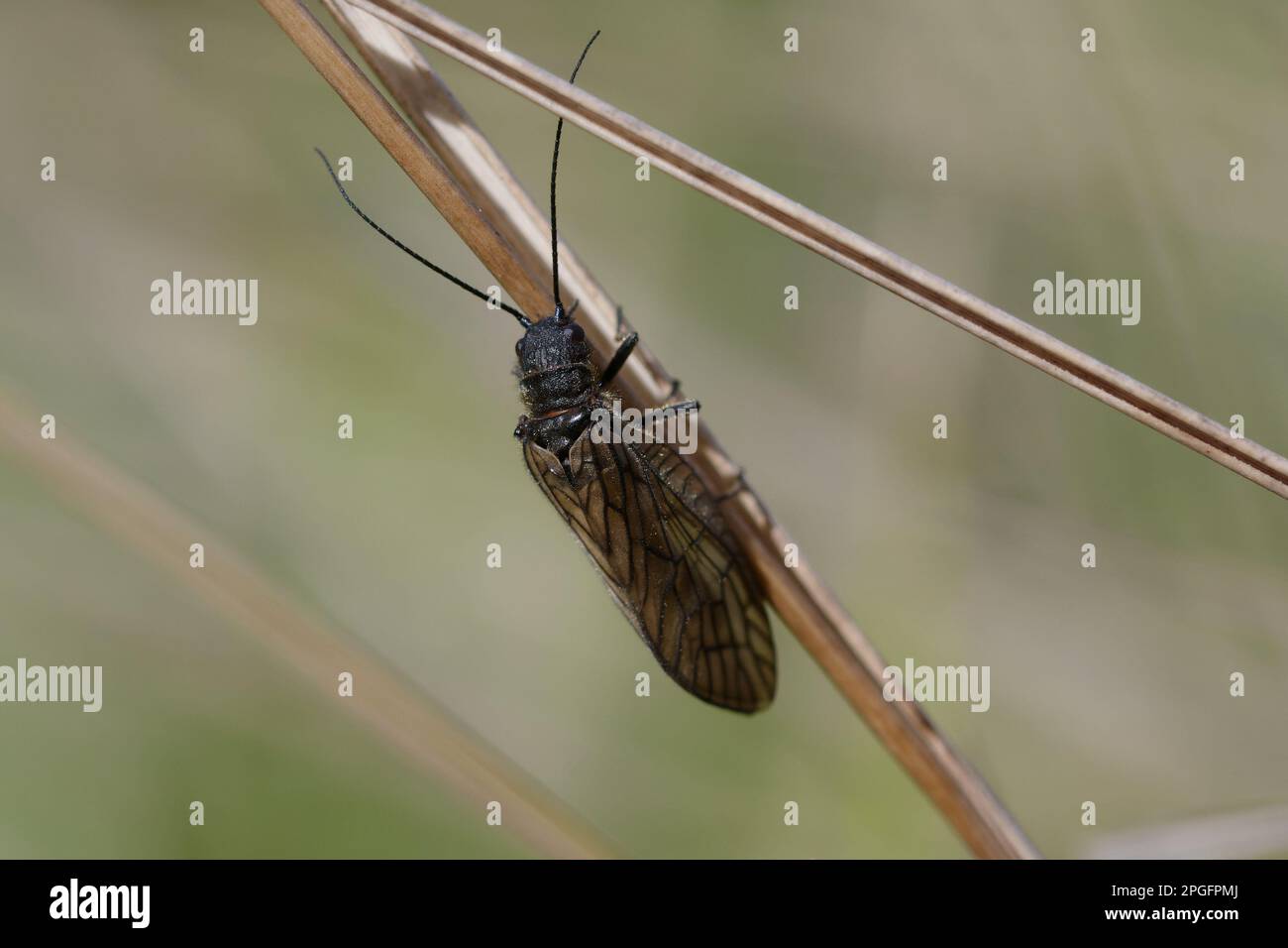 Alderfly Fly Pattern