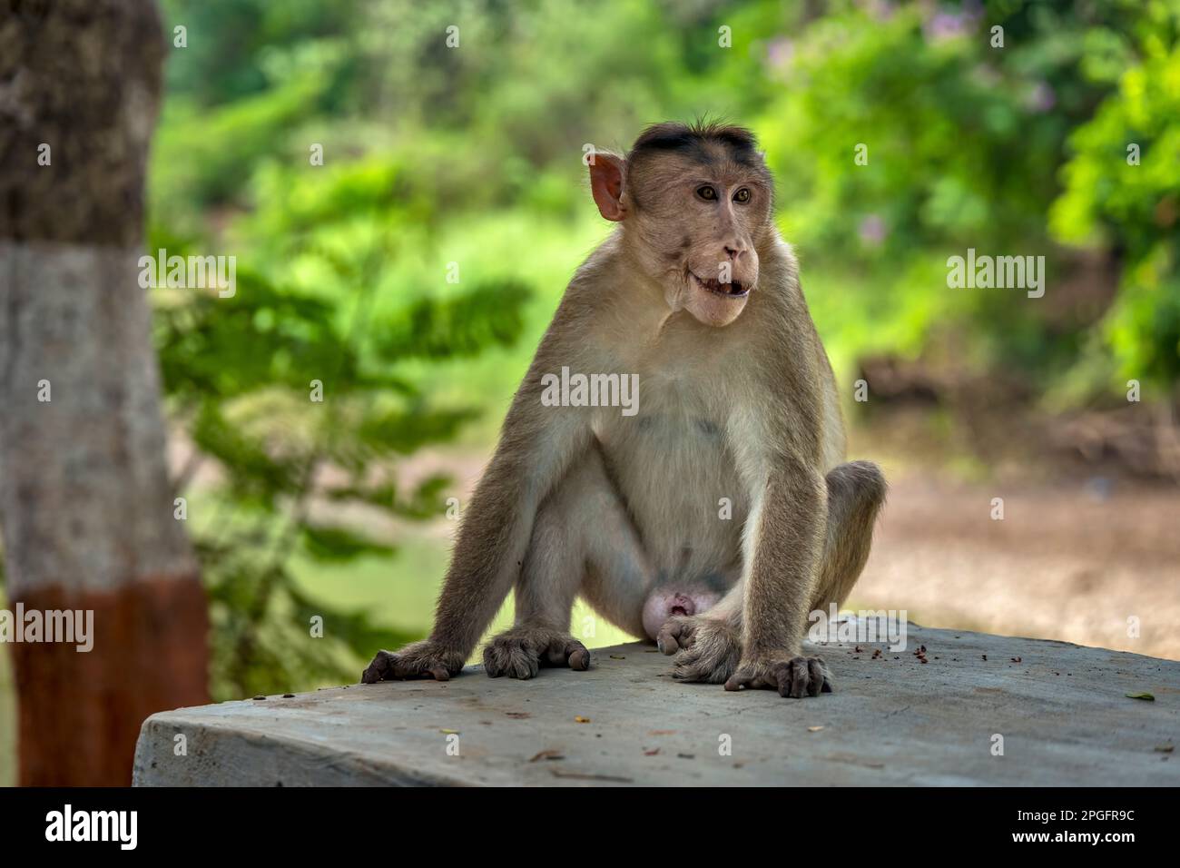Kanheri Park Monkeys, Mumbai, India Stock Photo