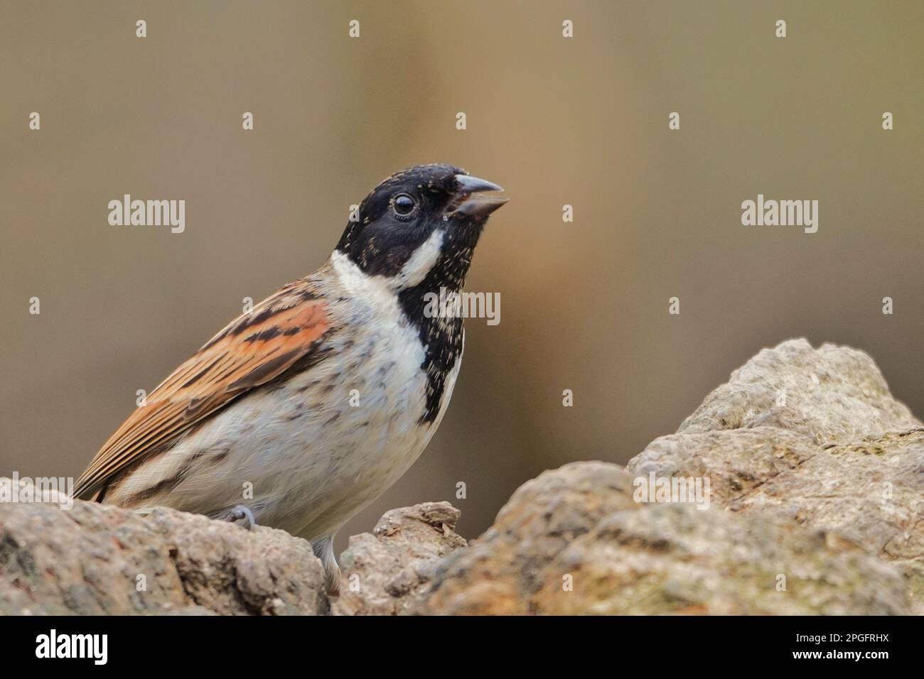 Common Reed Bunting sat on a tree stump at a nature reserve in the United Kingdom Stock Photo