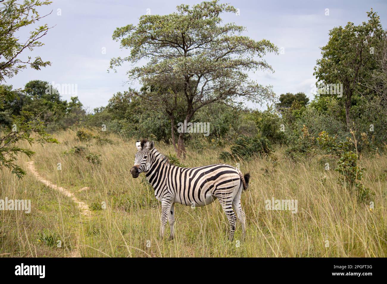 Zebra in her natural habitat in Imire Rhino and Wildlife Conservancy