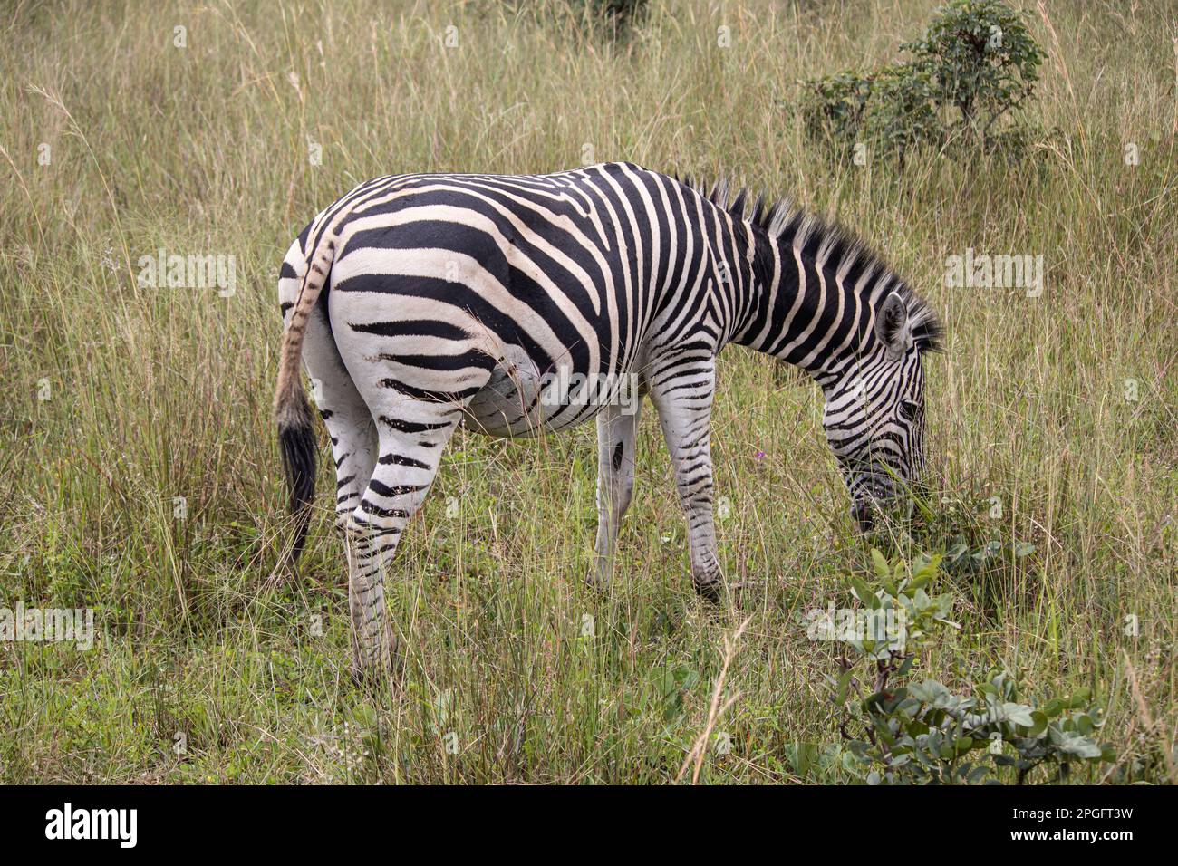 Zebra in her natural habitat in Imire Rhino and Wildlife Conservancy, Zimbabwe, Africa Stock Photo