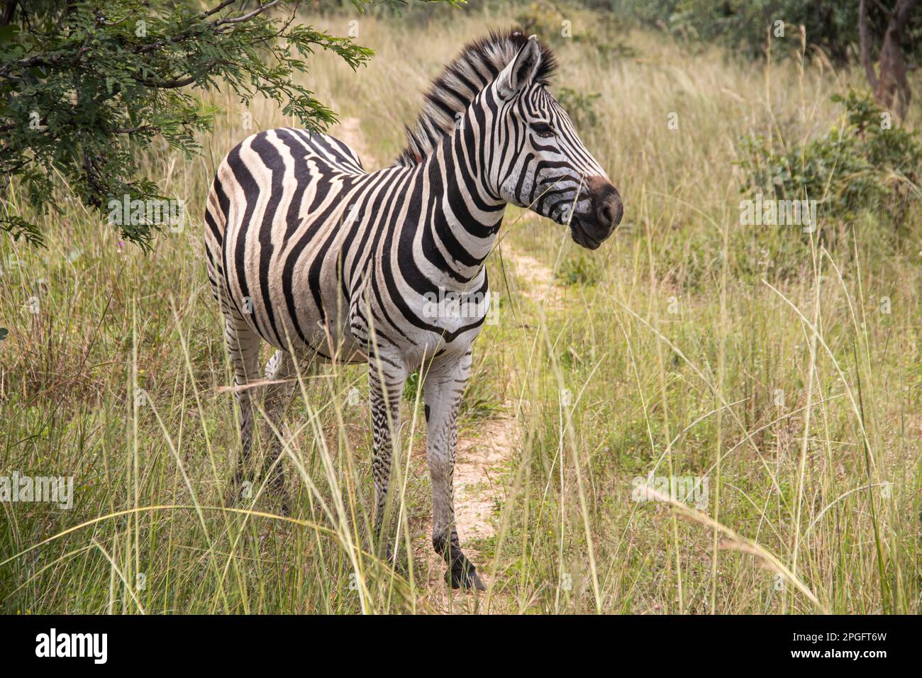 Zebra in her natural habitat in Imire Rhino and Wildlife Conservancy, Zimbabwe, Africa Stock Photo