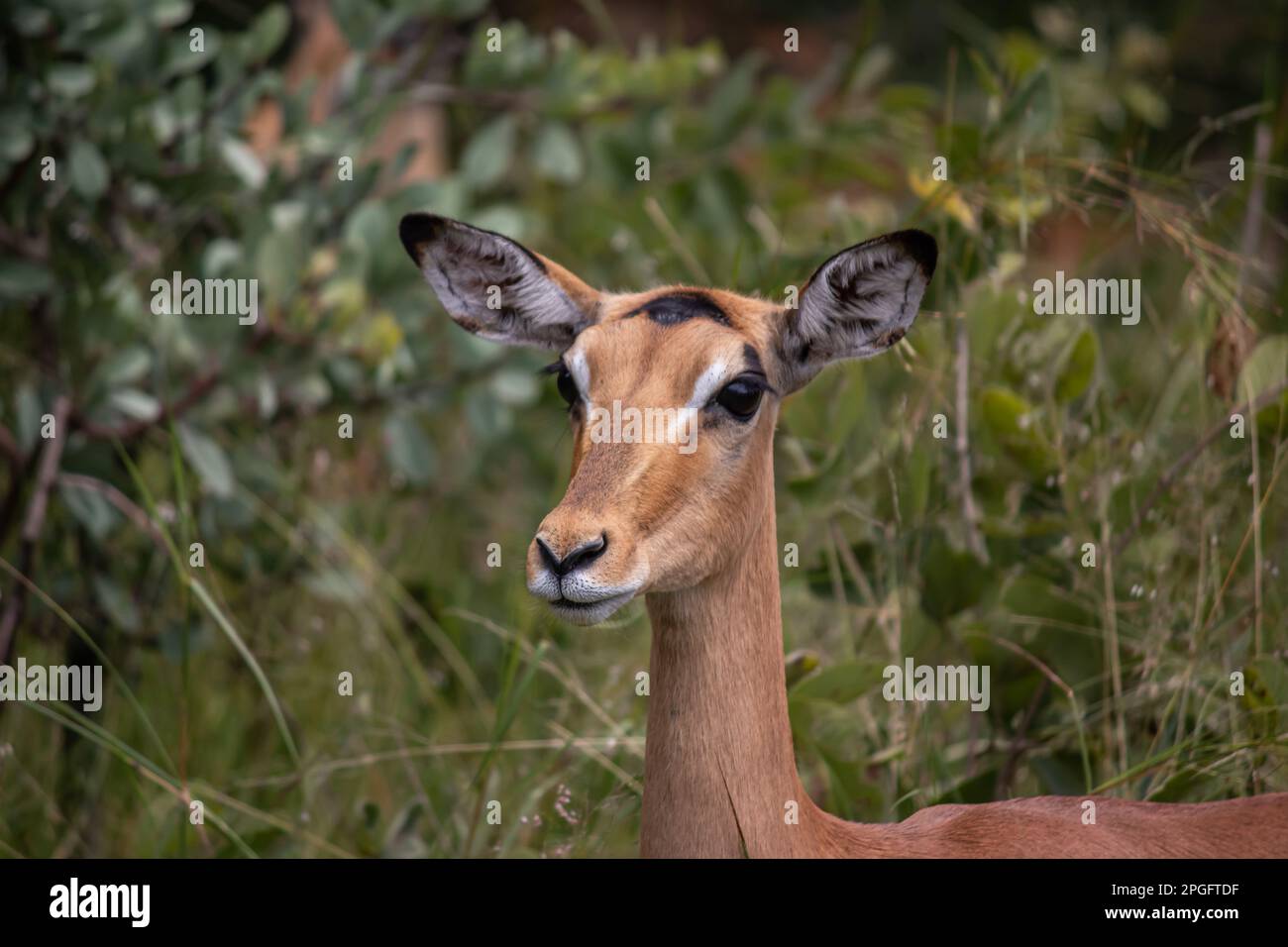 National park namibia impala rooibok hi-res stock photography and ...