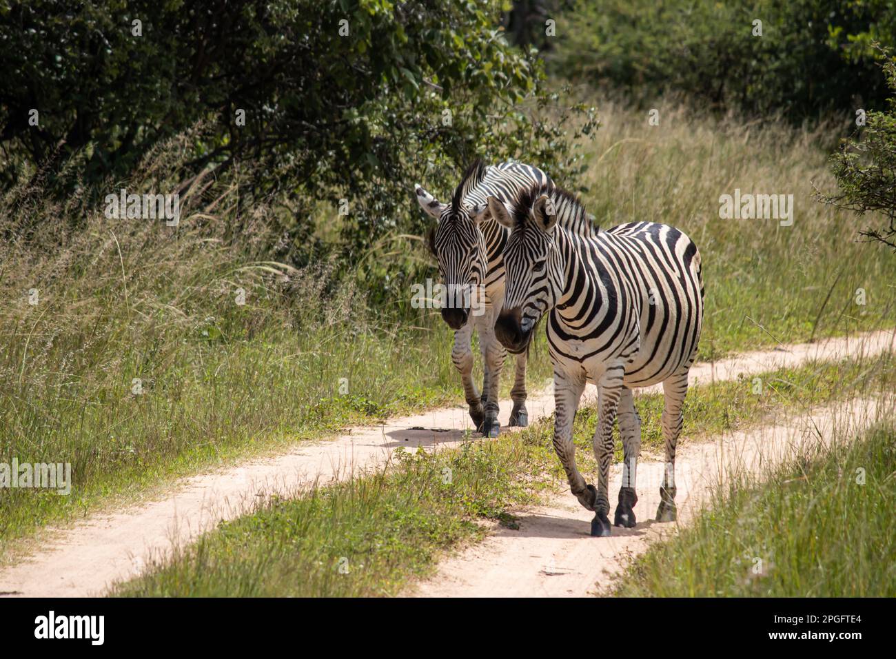Zebra in her natural habitat in Imire Rhino and Wildlife Conservancy