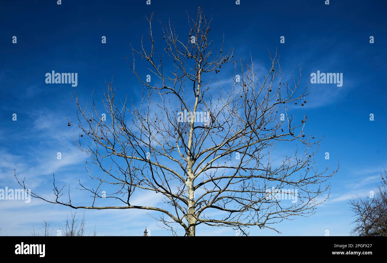 Bucharest, Romania - March 14, 2023: Leafless plane tree on branches in spring in Bucharest. Stock Photo