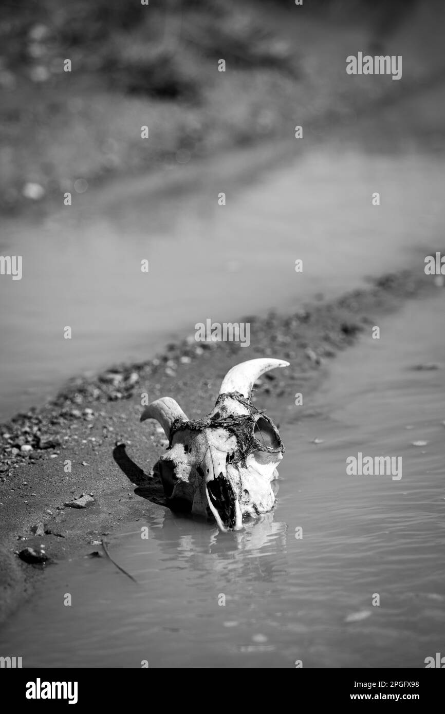 Black and white photo of a domestic goat skull lying in water after heavy rains in the desert of Mongolia Stock Photo