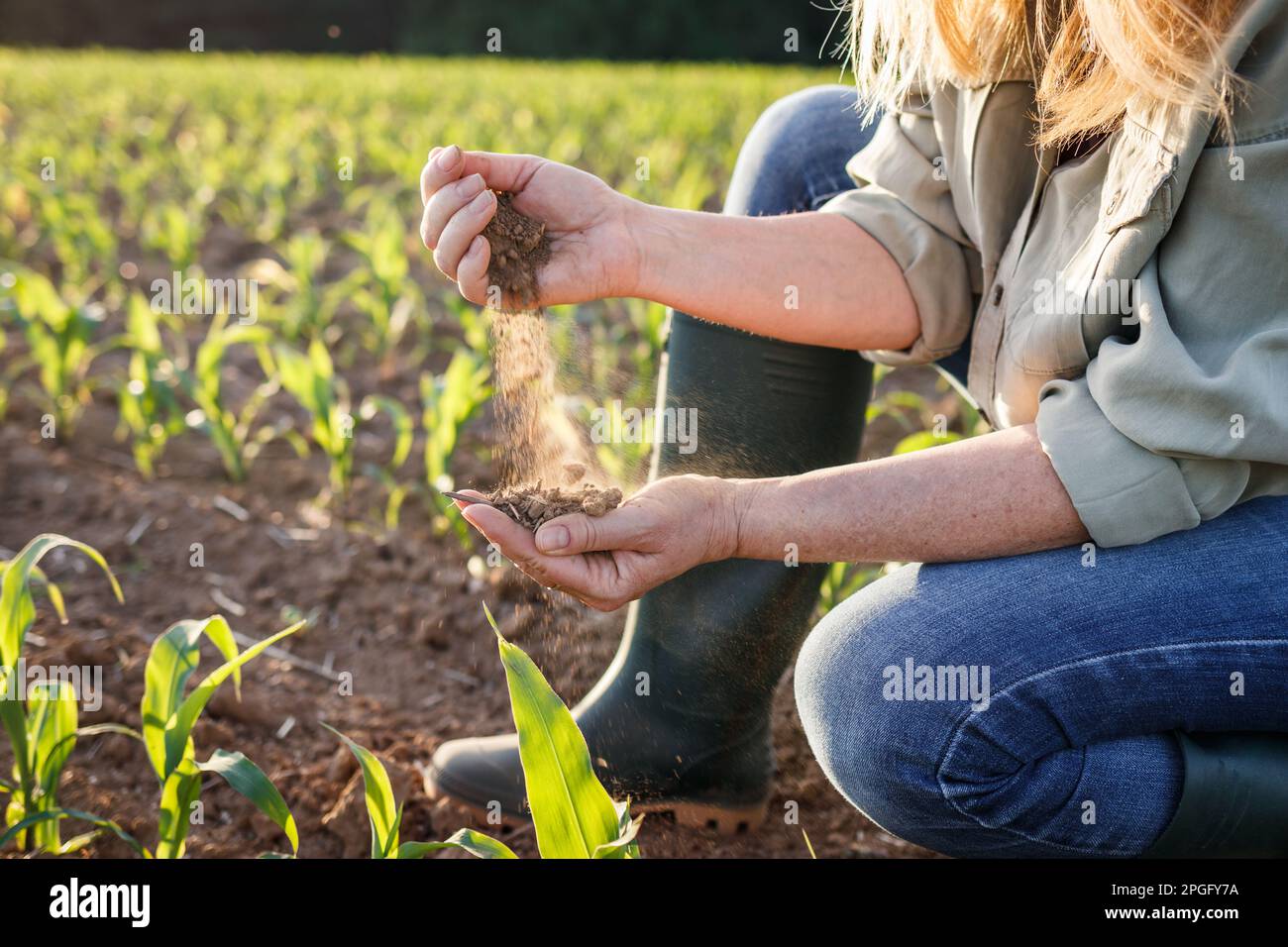 Drought in agricultural field. Farmer holding dry soil in hand and control quality of fertility at arid climate. Impact climate change on agriculture Stock Photo