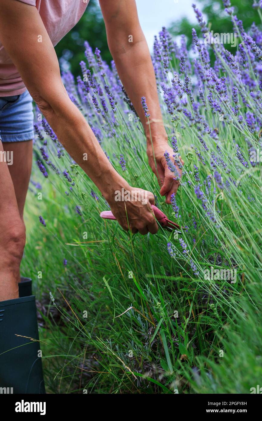 Woman cutting lavender flowers with pruning shears in her garden. Summer herbal harvest and