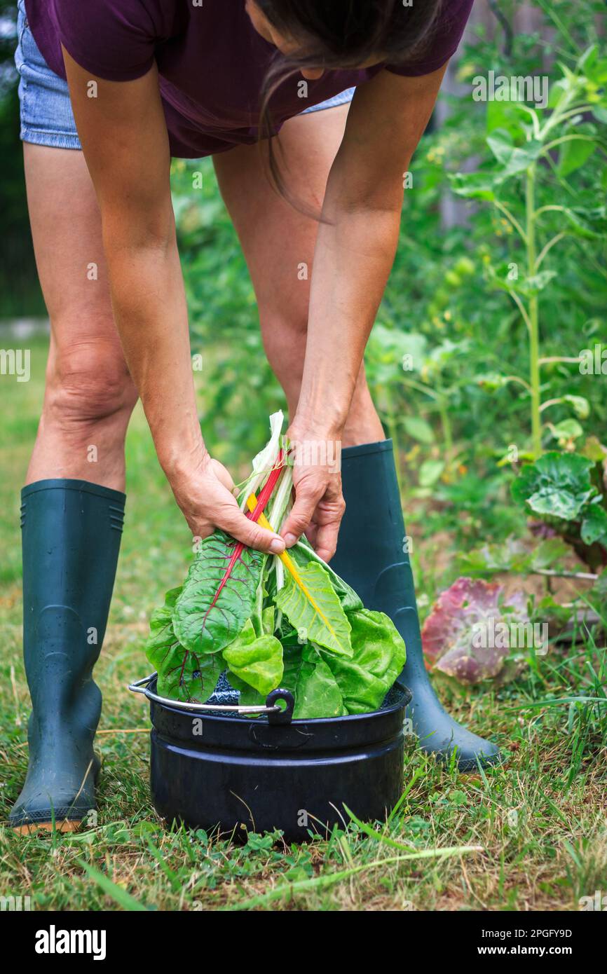 Woman harvesting mangold leaves from her organic vegetable garden Stock Photo
