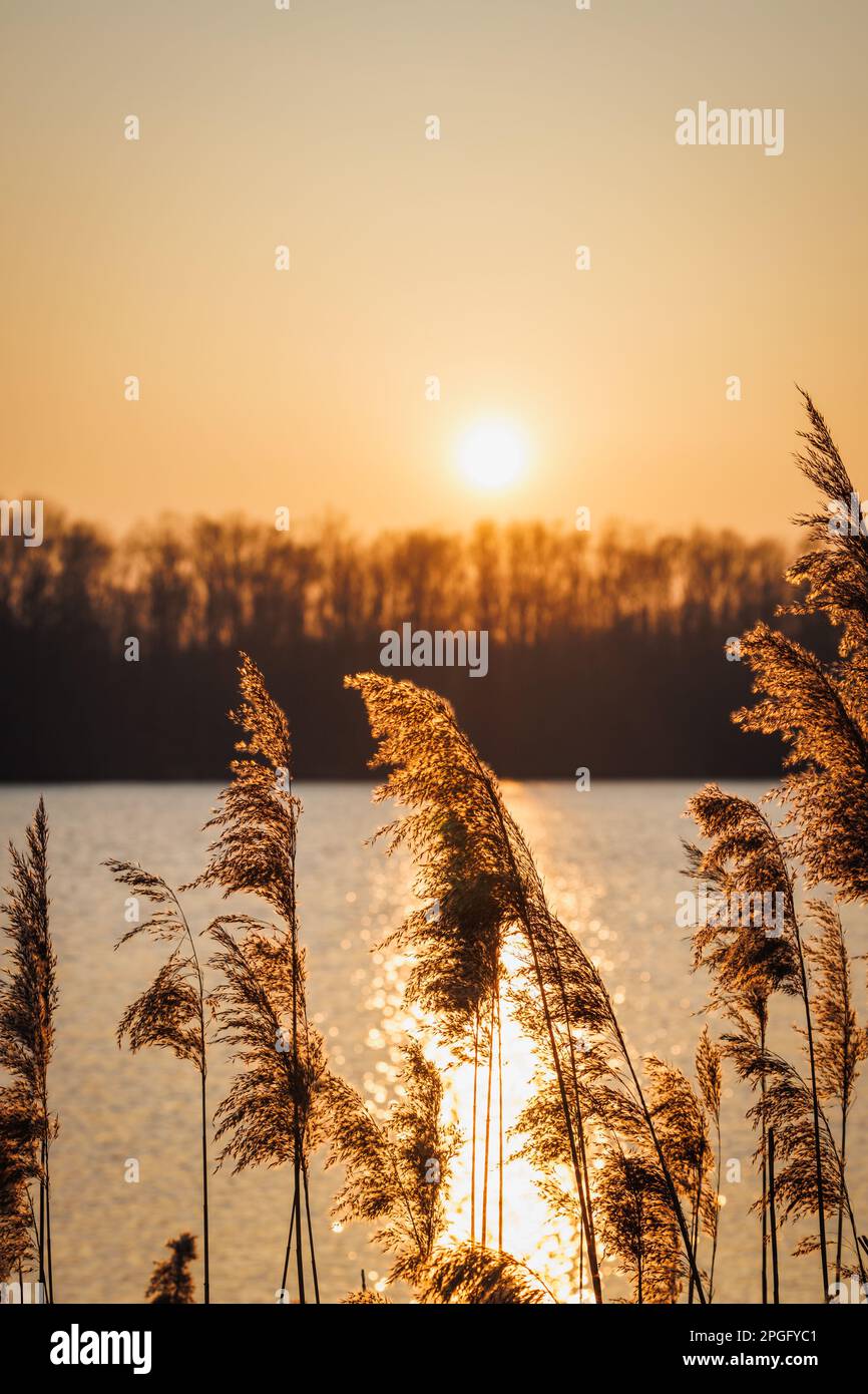 Golden sunset in nature. Reed grass at lake. Sunlight reflection on ...