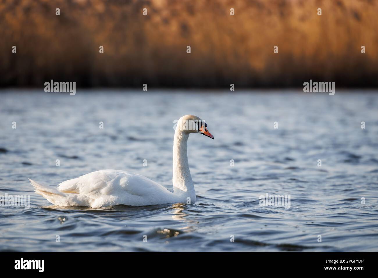 Swan on lake. Small waves on blue water surface. Big bird in natural habitat Stock Photo