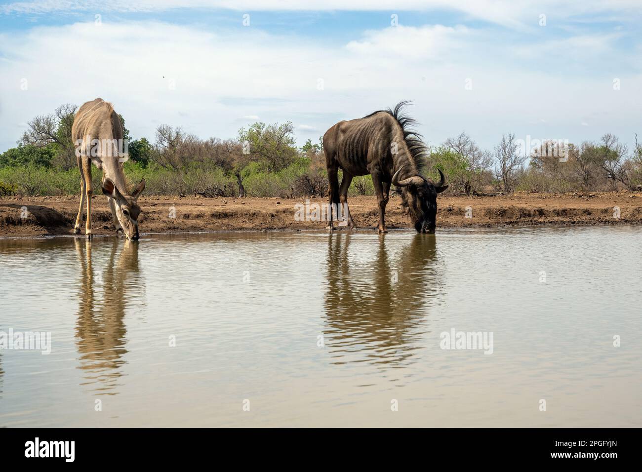 Wildebeest and Kudu Reflections at watering hole in Botswana Stock Photo