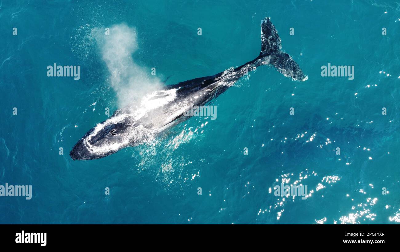 Blowhole whale aerial hi-res stock photography and images - Alamy
