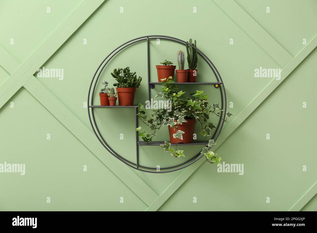Shelf with houseplants on green wall Stock Photo - Alamy