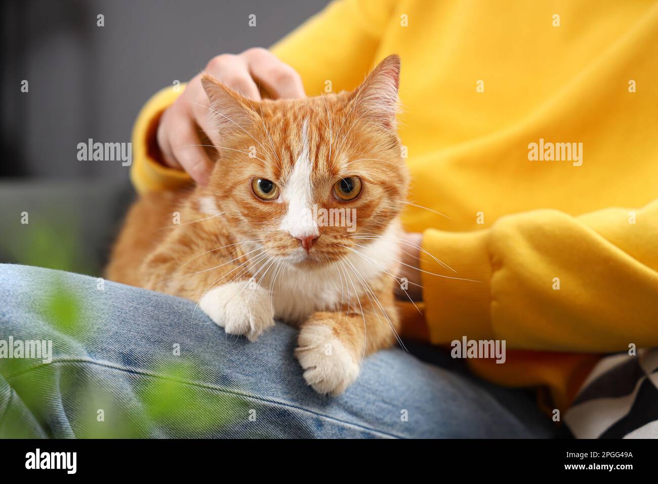 cat and owner photography