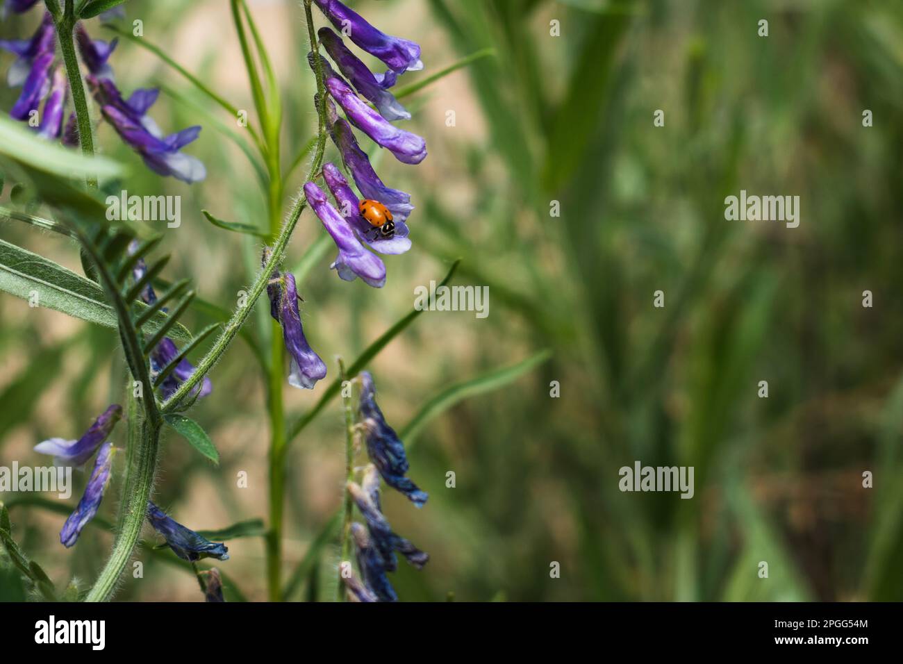 Purple wild flowers on beach hi-res stock photography and images - Alamy