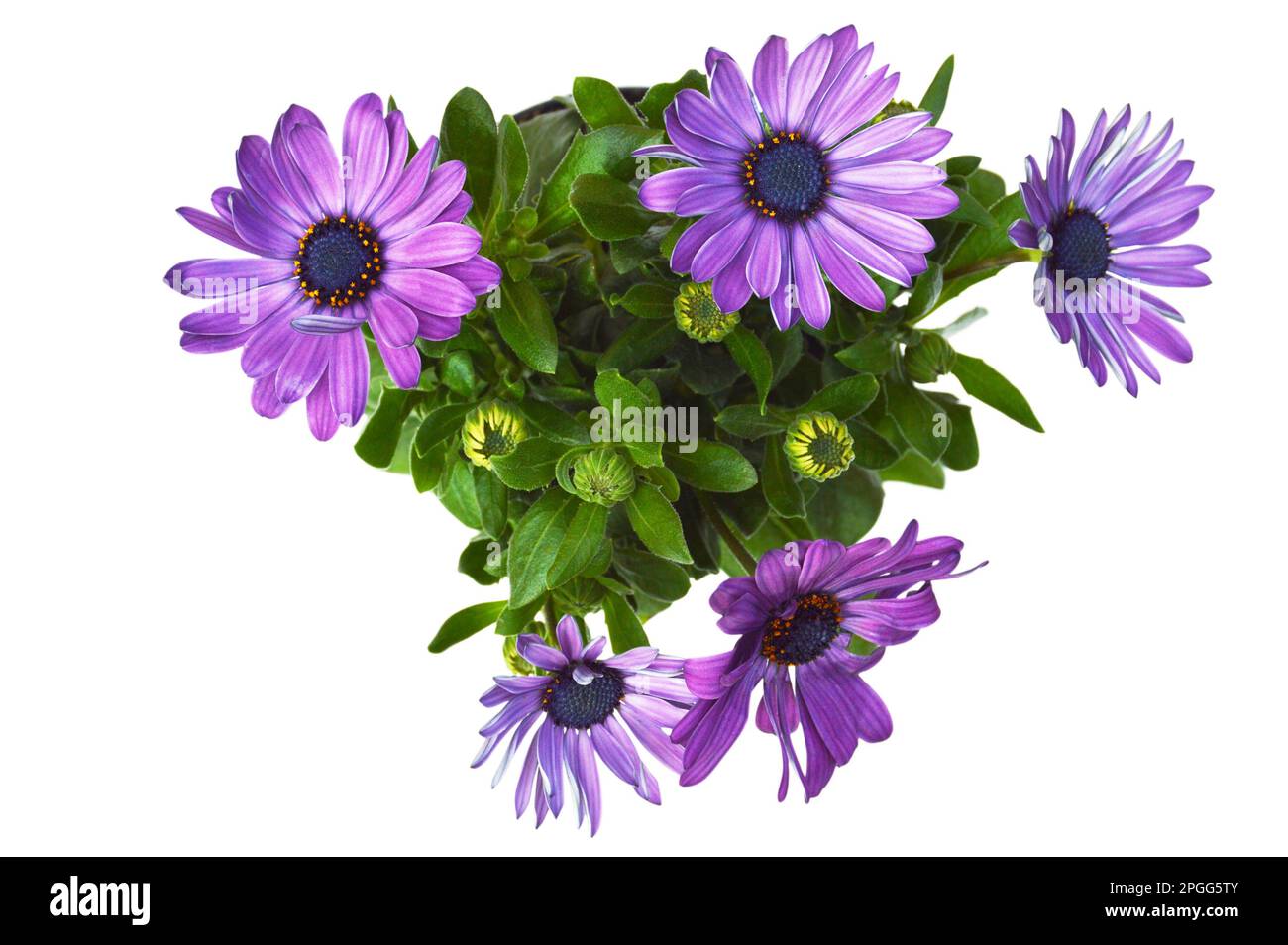 African daisy flowers isolated on white background Stock Photo - Alamy