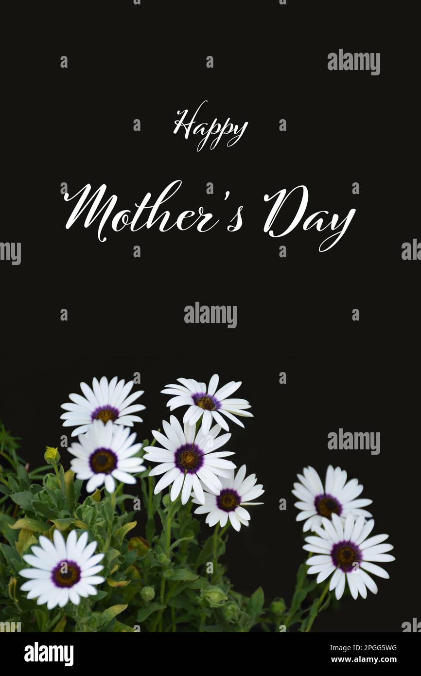 Mother's Day card with african daisies isolated on black background
