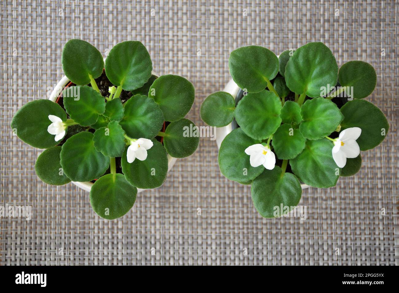 Top view of white African violet plants in pots. Potted houseplants on the table Stock Photo