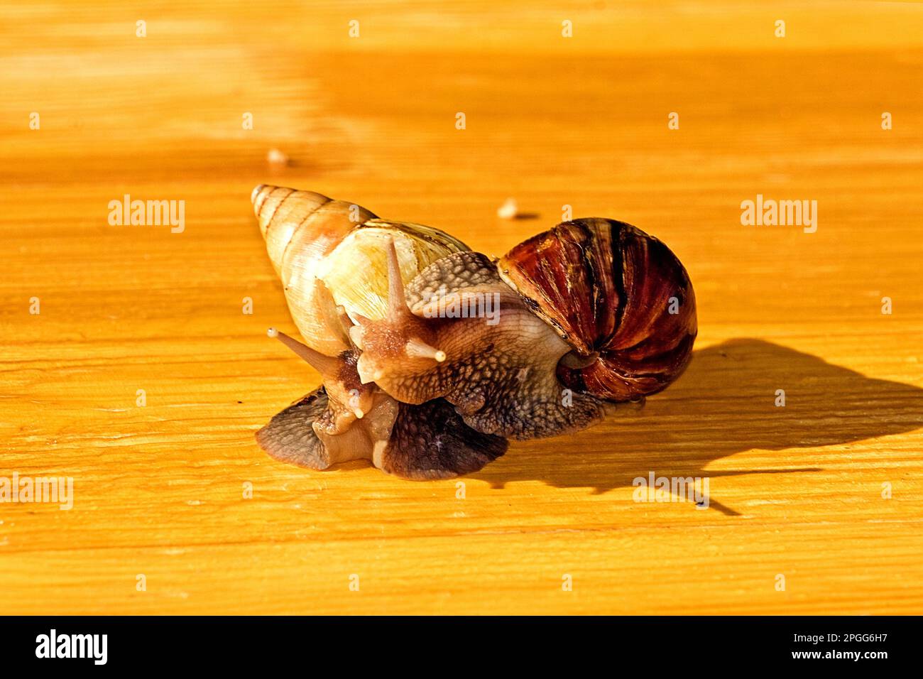 two African snails on a walk Stock Photo Alamy