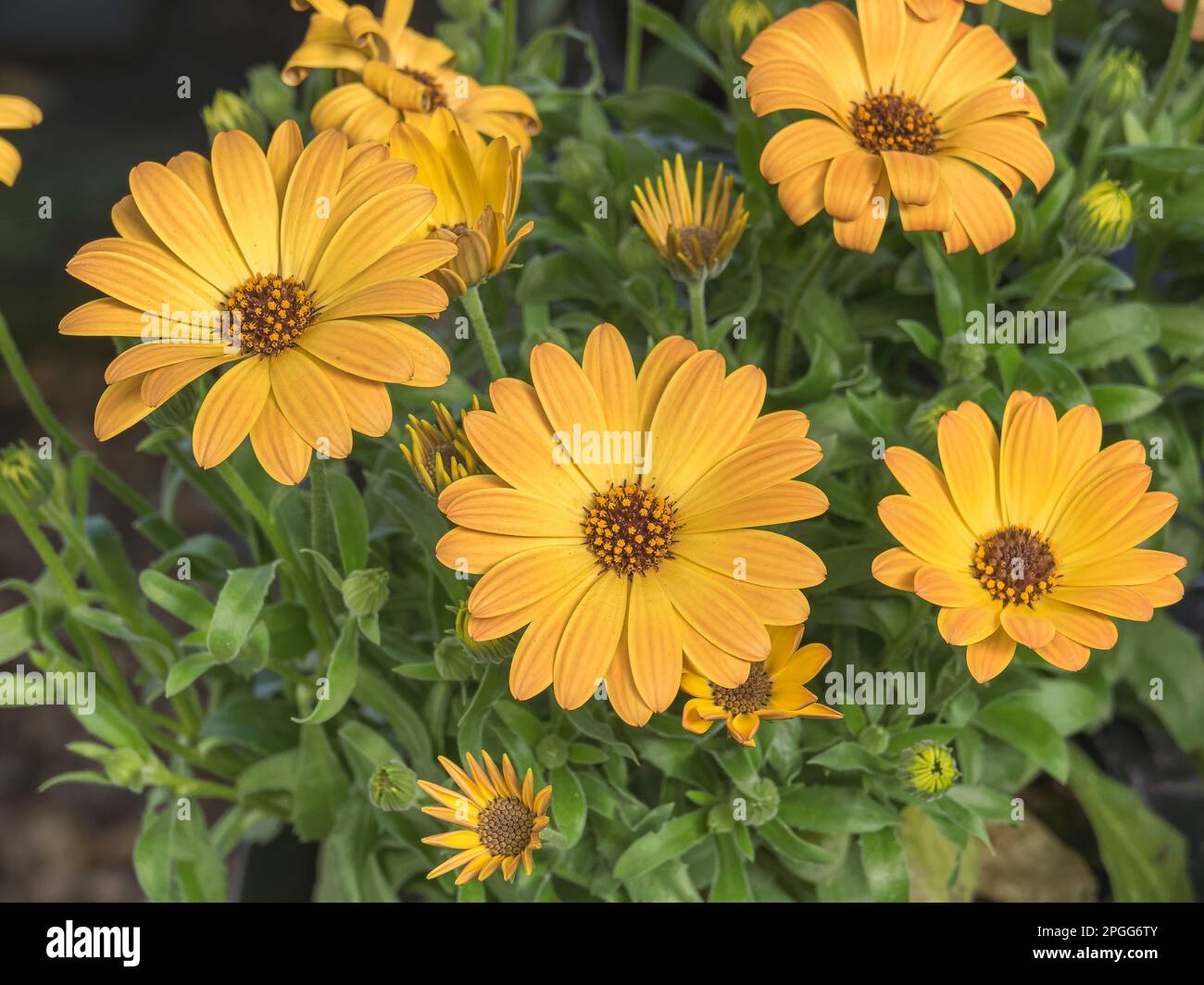 calendula marigold flowers with sunlight indoors in greenhouse in spring Stock Photo