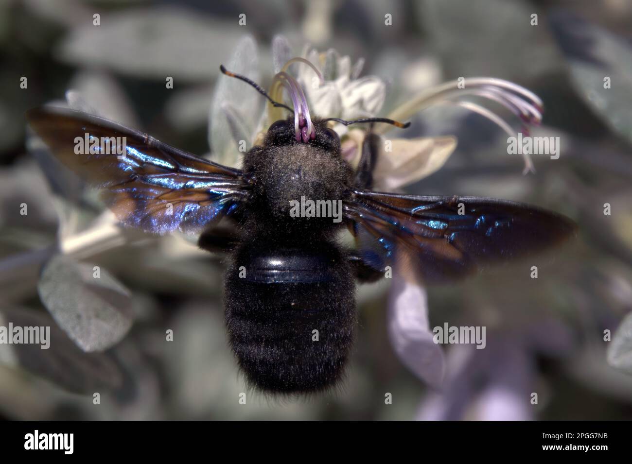 Xylocopa violacea or violet carpenter bee, close up Stock Photo