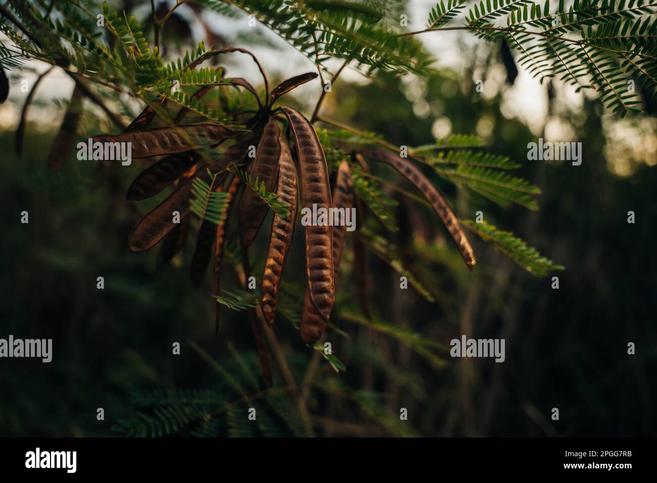 leaves and seed pods of Gleditsia triacanthos inermis tree on the sunset. High quality photo Stock Photo