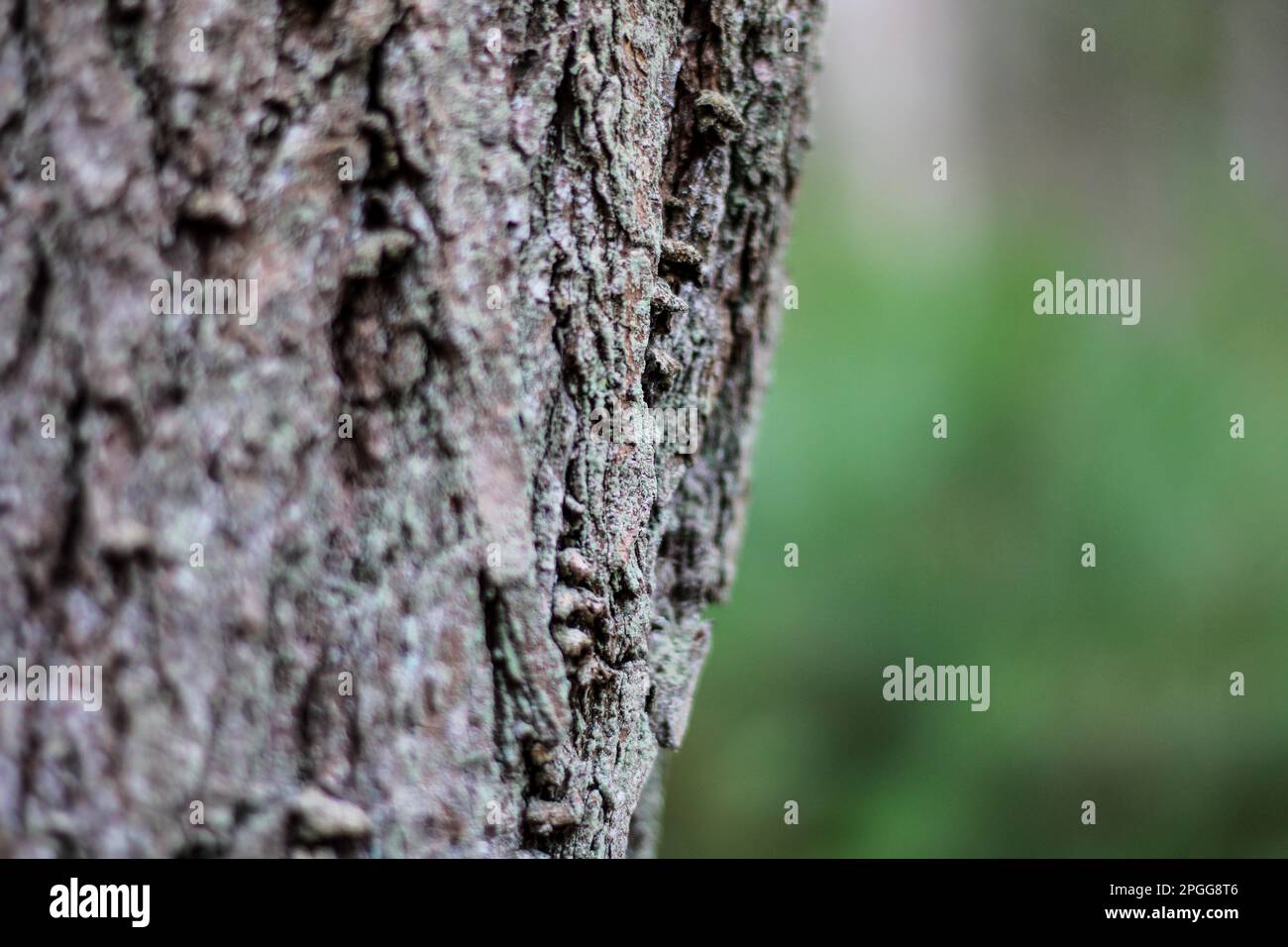 A macro-close up shot of the bark of a tree, showing the texture and ...