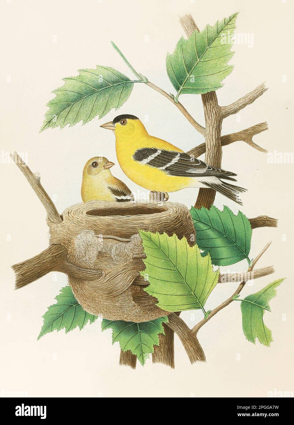 Antique Nest and birds illustration. American Goldfinch. Beautiful colored lithographic plate from an Antique book of nests, eggs and birds (1882). Stock Photo