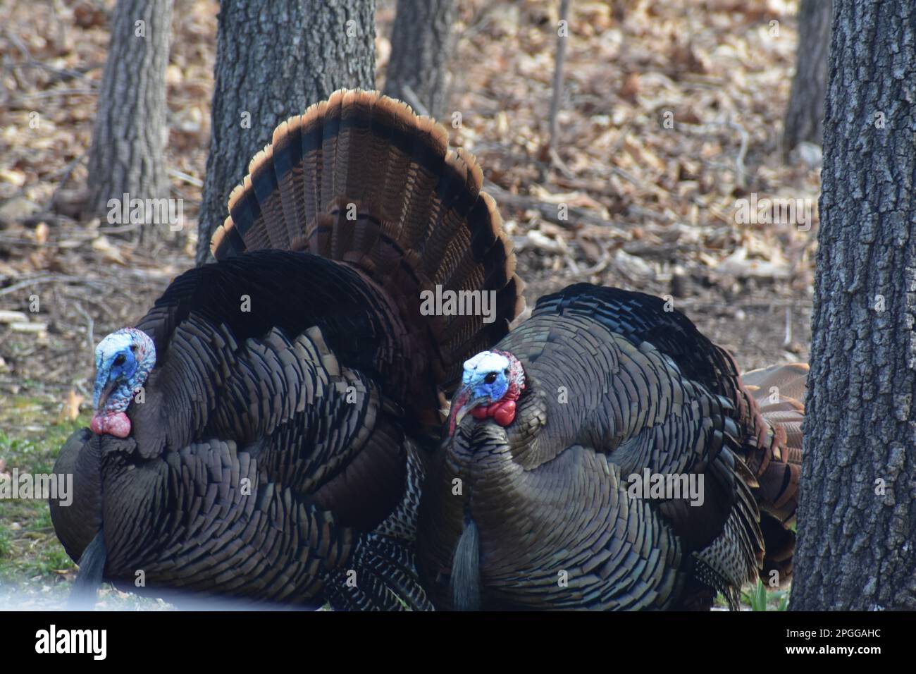 Two wild tom turkeys (Meleagris gallopavo) strut to try to get the hen