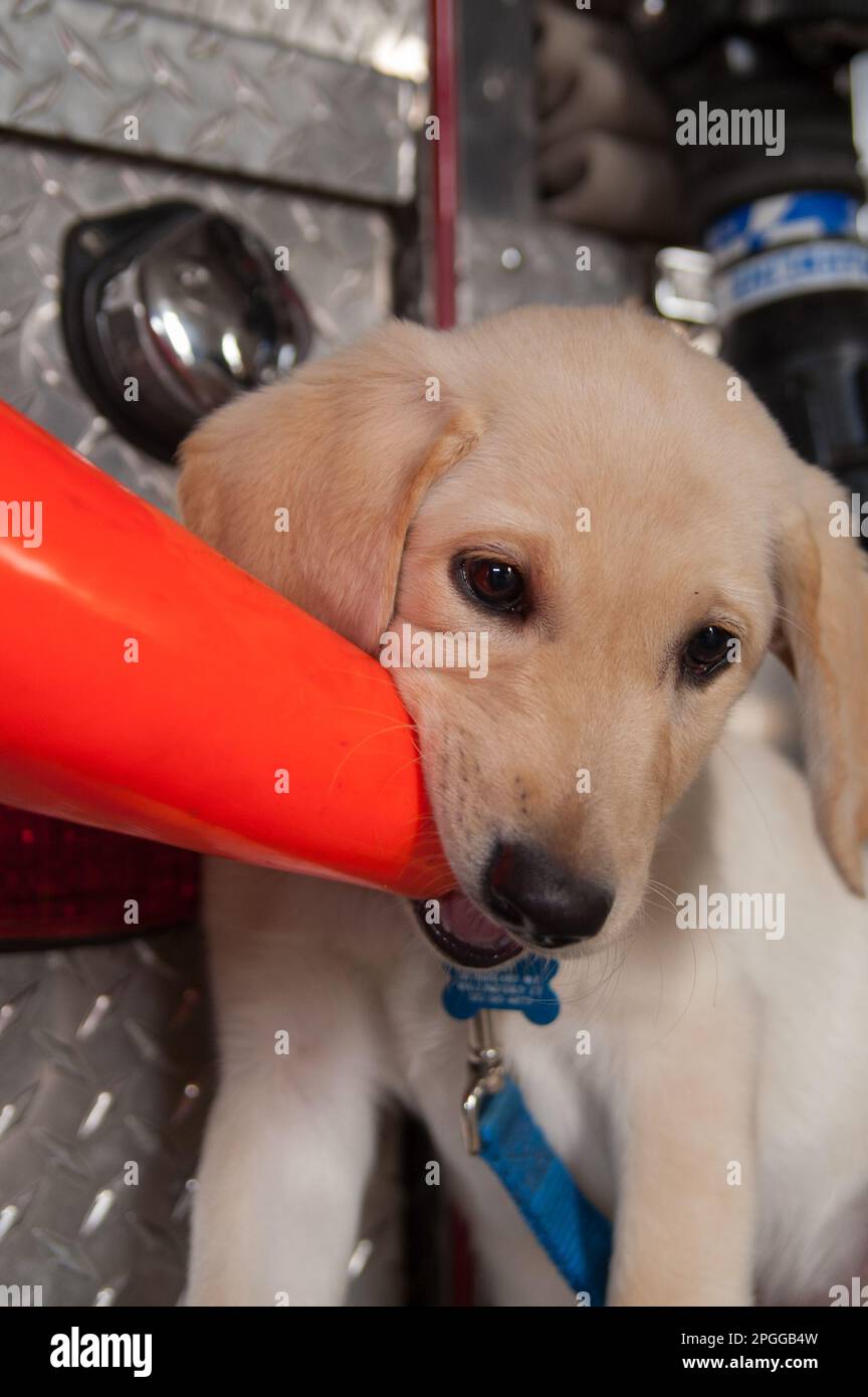 Puppy chewing traffic cone on side step of fire truck. Stock Photo