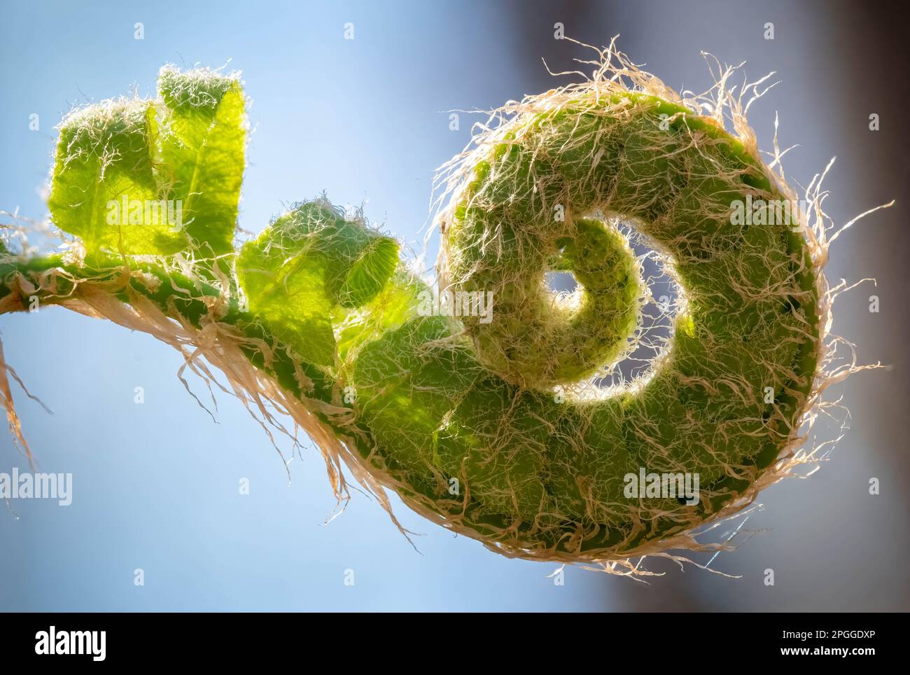 Spring! It's that time when the Christmas Ferns display their